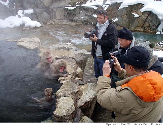 Bathing Monkeys Japan