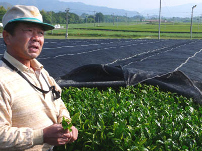 Tea grower in his grove